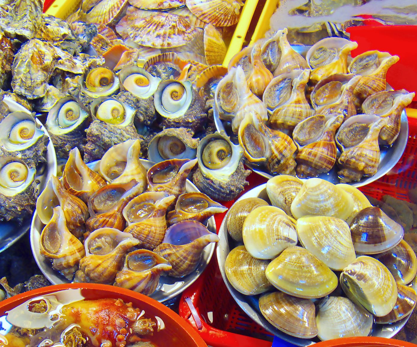 Bowls of abalone, conch, sea squirt and sea cucumber arranged in rows on a Jagalchi stall