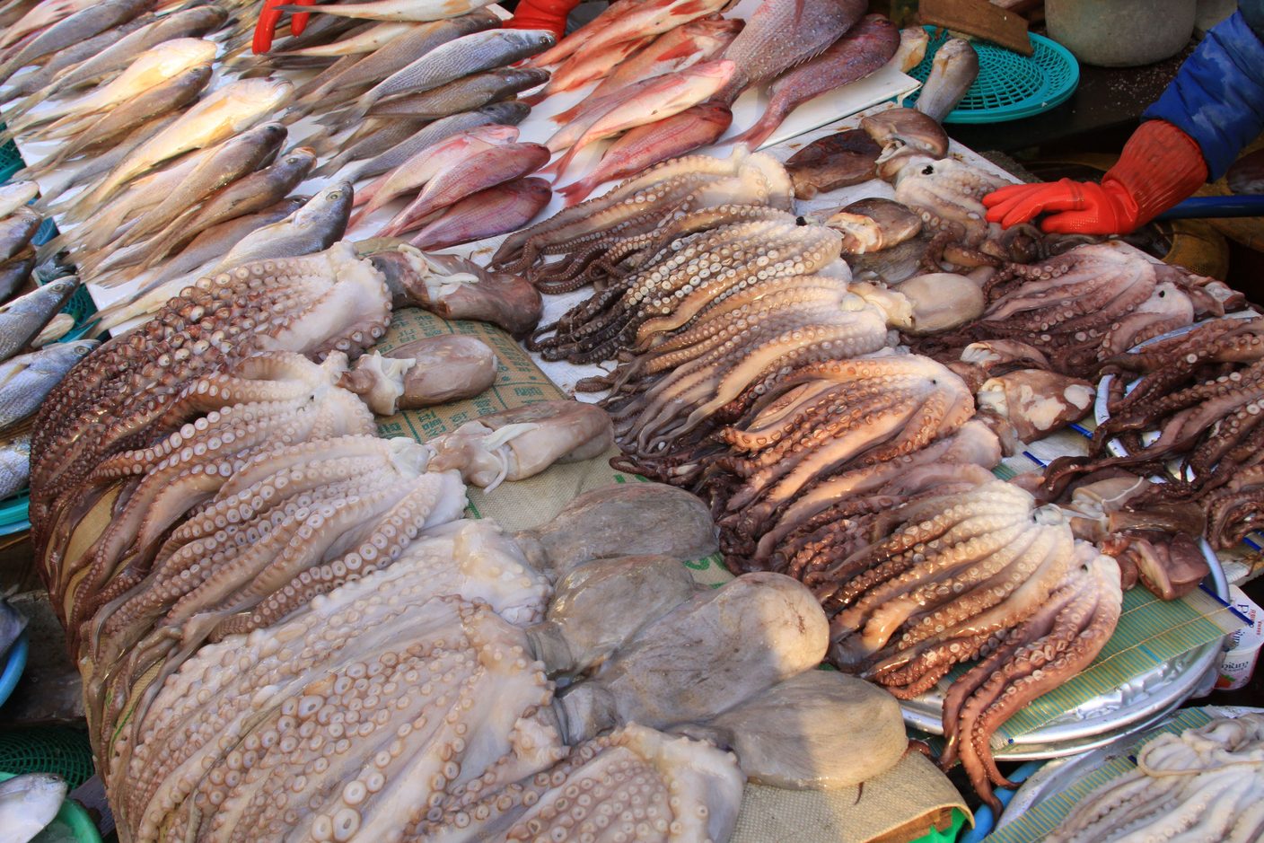 Octopus and squid laid out in rows across a Jagalchi market stall, a gloved hand at the edge of the frame